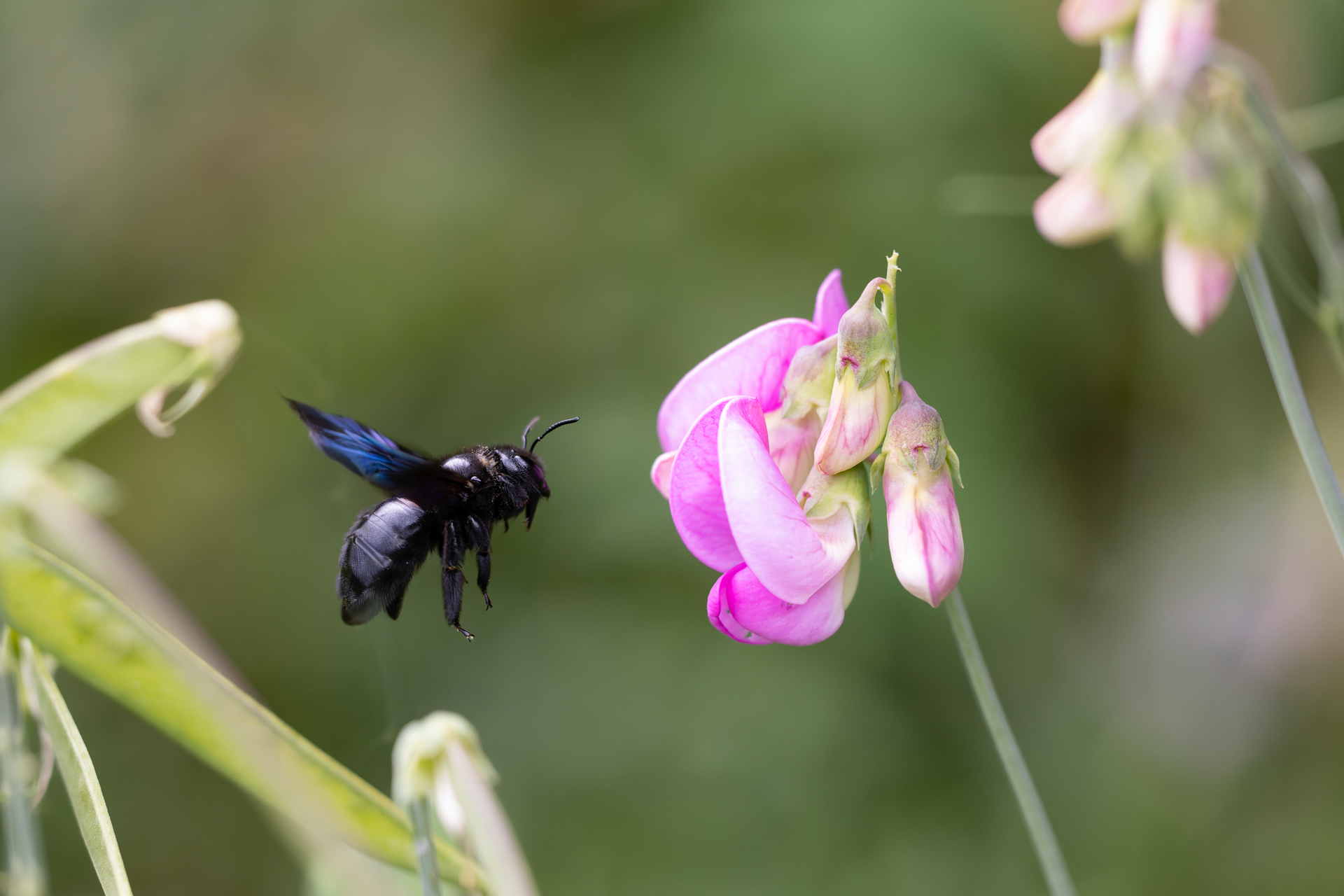 Abeille charpentière